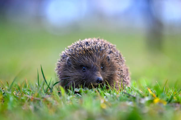 istock Hedgehog in green grass. Wildlife scene from nature 1225314601