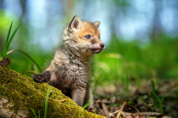 istock Red fox, vulpes vulpes, small young cub in forest 1225314608