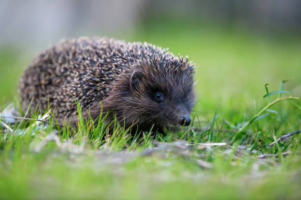 istock Hedgehog in green grass. Wildlife scene from nature 1225314609