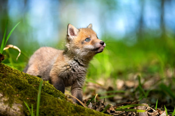 istock Red fox, vulpes vulpes, small young cub in forest 1225314616