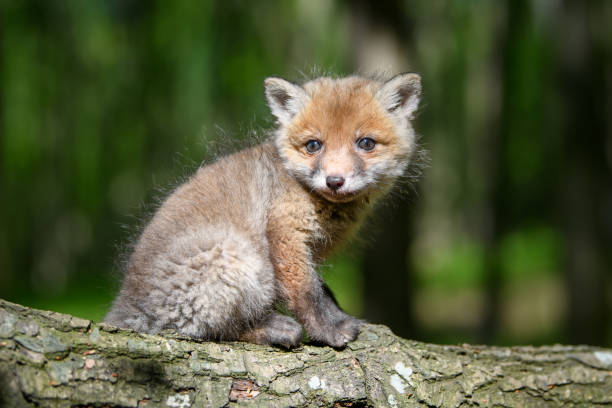 istock Red fox, vulpes vulpes, small young cub in forest on branch 1225314621