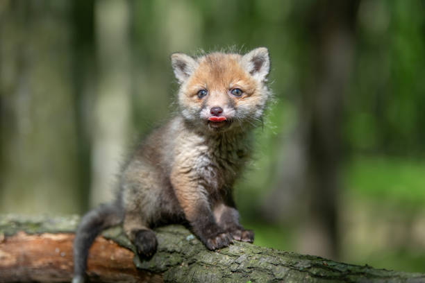 istock Red fox, vulpes vulpes, small young cub in forest on branch 1225314625