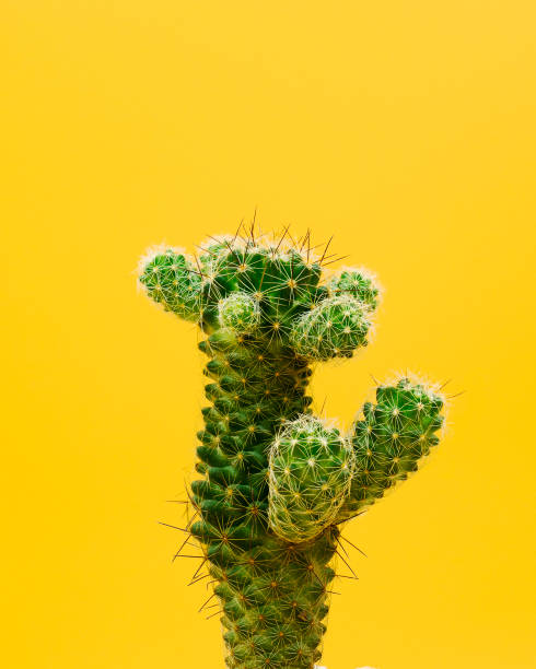 istock Macro of cactus on yellow background 1225316259