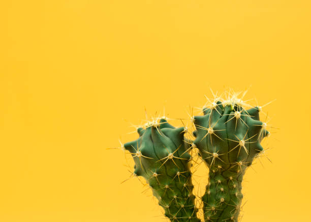 istock Macro of two cactus on yellow background 1225316260