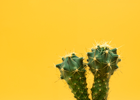 Macro of two cactus on yellow background