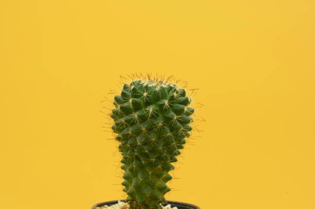 istock Macro of cactus on yellow background 1225316281