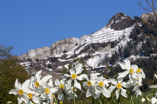 Blooming field with wild narcissus flower (Narcissus Radiiflorus) at the Swiss Alps