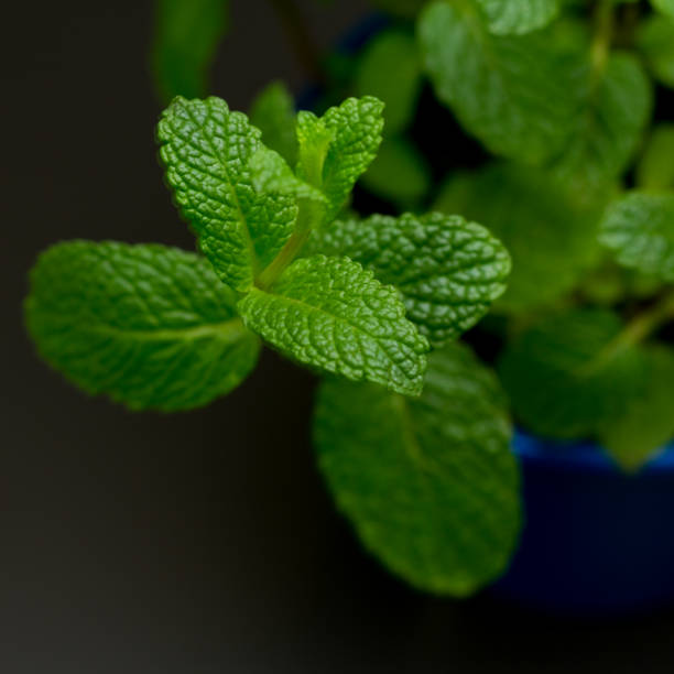 istock Royal blue vase with fresh mint seedling on black color table with green leaf background 1225317948
