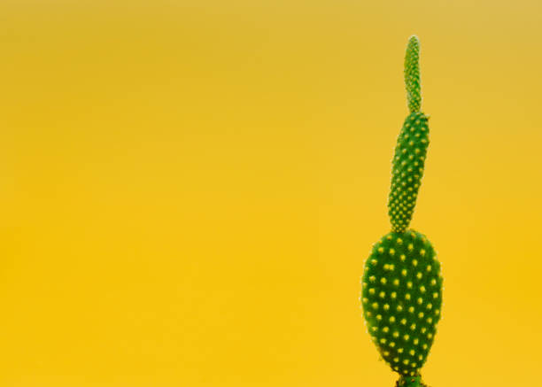 istock Macro of cactus on yellow background 1225317953
