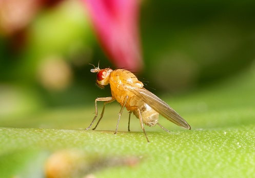 Bright yellow fly with red eyes on a green cactus