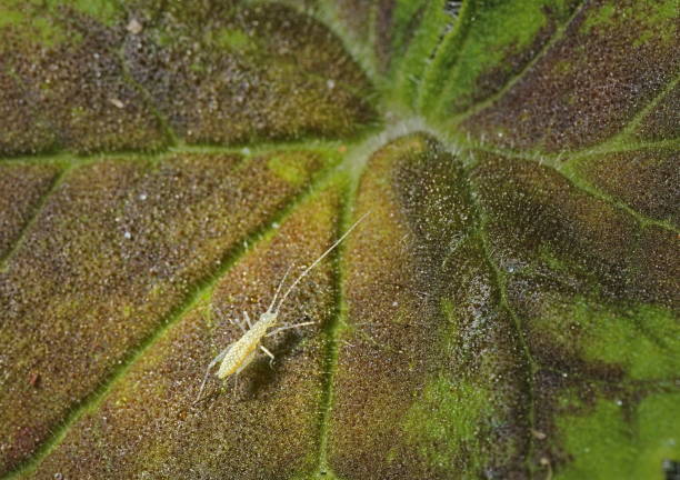 Snowy Tree Cricket, aka, Thermometer Cricket nymph (Oecanthus fultoni) on a Geranium Leaf (Pelargonium sp.)