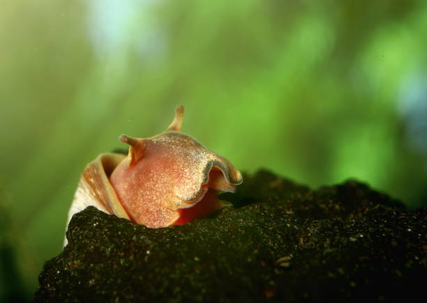 красный ramshorn (planorbidae) улитка лицо - file extension стоковые фото и изображения