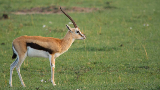 istock A Thomson's Gazelle Alone in Masai Mara 1225318087