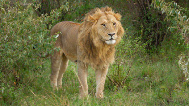 istock A young male lion checking out the rising Sun 1225318093
