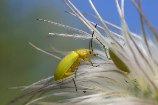 Comb-clawed beetle, Cteniopus sulphureus on plant, macro photo.