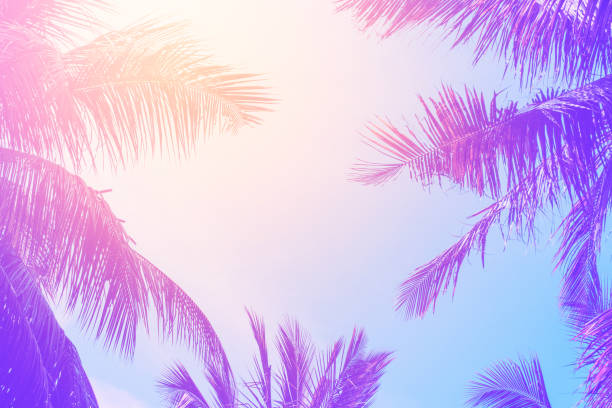 istock Copy space of silhouette tropical palm tree with sun light on sunset sky and cloud abstract background. 1225318777