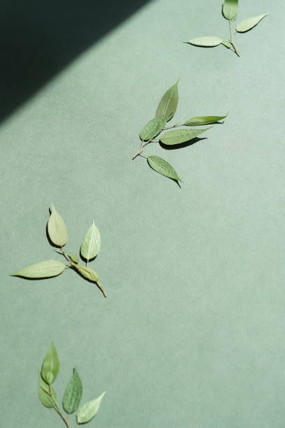 istock Dry floral composition on green  background top view, copy space . Flat lay minimal neutral flowers backdrop. Floral card 1225319610