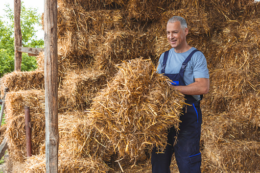 Mature man working in barn. Organic farmer stack bales for feeding livestock.