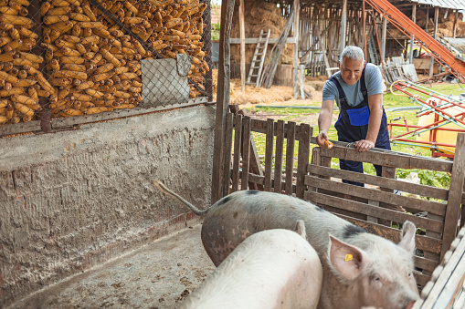 Mature man standing in pigpen taking care of pigs domestic animals. Farmer carefully raises his pigs in a biological way