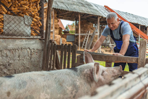 shot of smiling farmer worker standing in pig pen - photography gray hair farmer professional occupation imagens e fotografias de stock