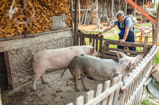 Mature man standing in pigpen taking care of pigs domestic animals. Farmer carefully raises his pigs in a biological way