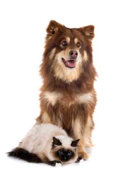 istock birman cat and lapikoira 1225325660