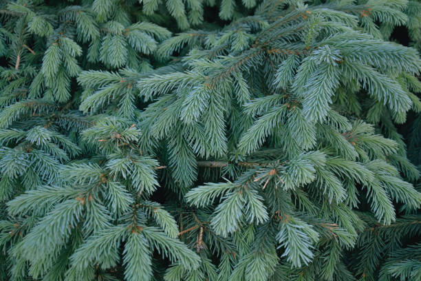 Fir branches. Forest background. Thick Spruce Photo Image