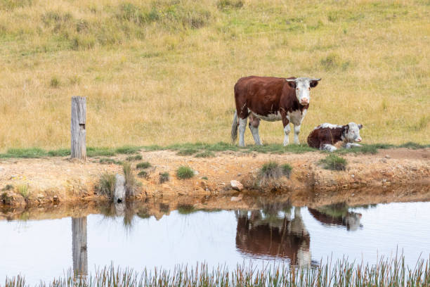 istock Cows at a watering hole in a large grassy agricultural field 1225326310