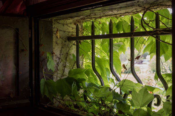 istock Virginia creeper in small window with cast iron bars 1225326332