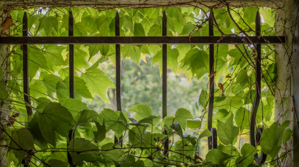 istock Virginia creeper in small window with cast iron bars 1225326348