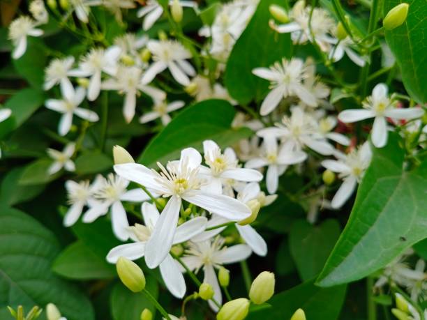 Night blooming jasmine Night jessamine or Cestrum nocturnum, night blooming jasmine,or raatrani

￼V night blooming cereus stock pictures, royalty-free photos & images