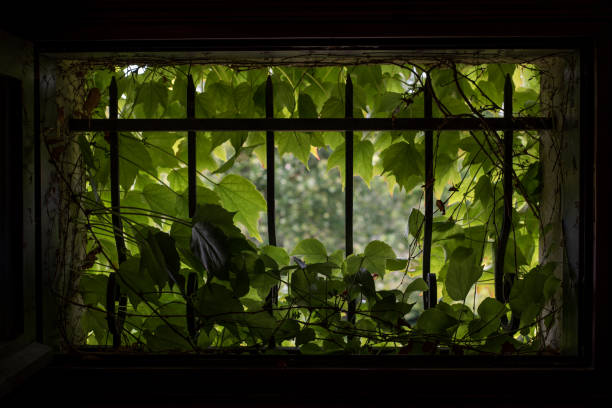 istock Virginia creeper in small window with cast iron bars 1225326369