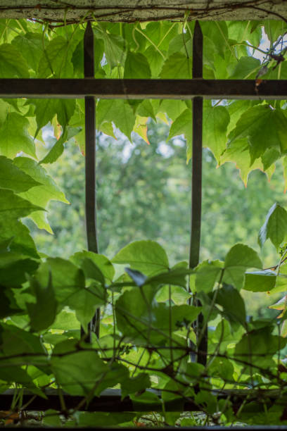 istock Virginia creeper in small window with cast iron bars 1225326450