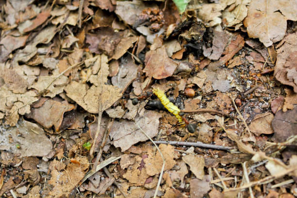 istock Ants carry yellow predators on the forest floor. 1225327422