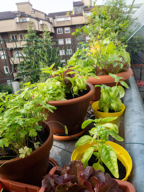 istock vegetable on balcony home horticulture 1225328356