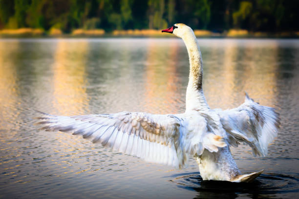 istock Mute swan raised up with open wings 1225328368