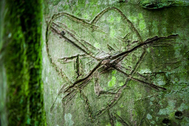 istock Love heart carved into a mossy green tree trunk in the forest 1225330855