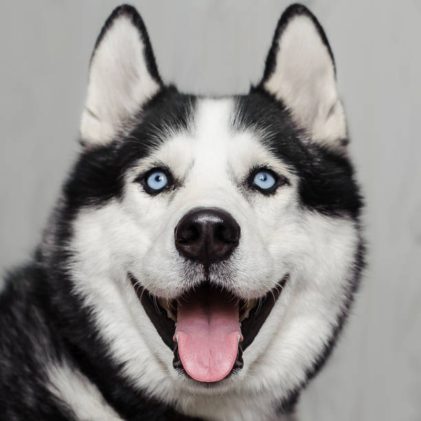 istock Portrait of Siberian Husky 1225333192