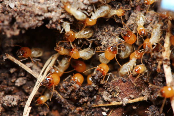 small termite in nature  for background macro of small termite in nature  for background termite stock pictures, royalty-free photos & images