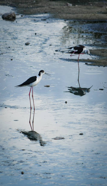 istock (Himantopus himantopus) stilt in freedom, in natural and wild environment 1225334541