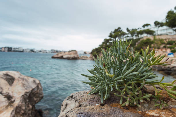 istock View of the coast 1225337126