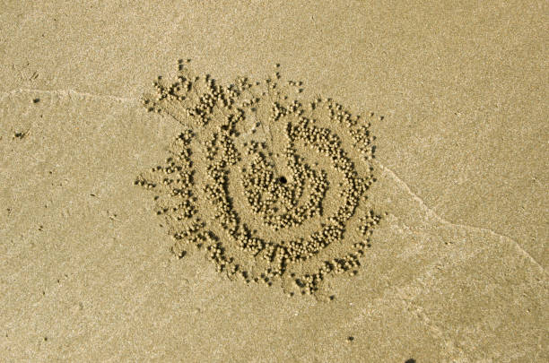 istock Little sand balls on the beach made by crabs. Sand texture background. 1225338000