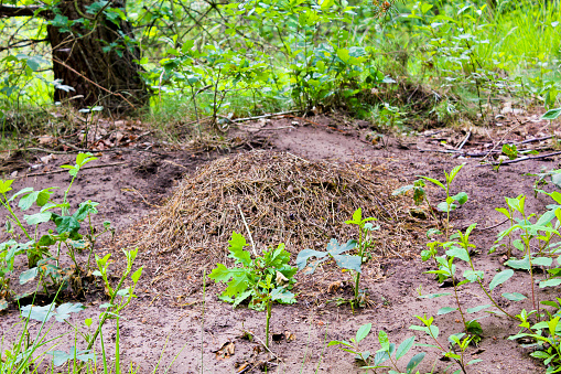 Big anthill in the forest, northern Germany.