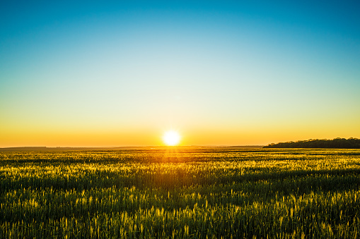 Scenic view of blooming spring field at sunrise