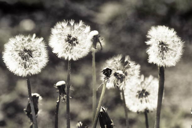 istock white dandelion blured background vintage toned. floral card. interiour poster 1225339638