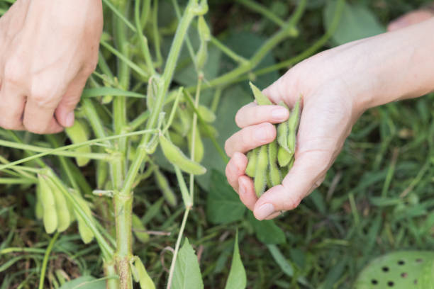 istock Harvested Edamame at home in the garden 1225339933