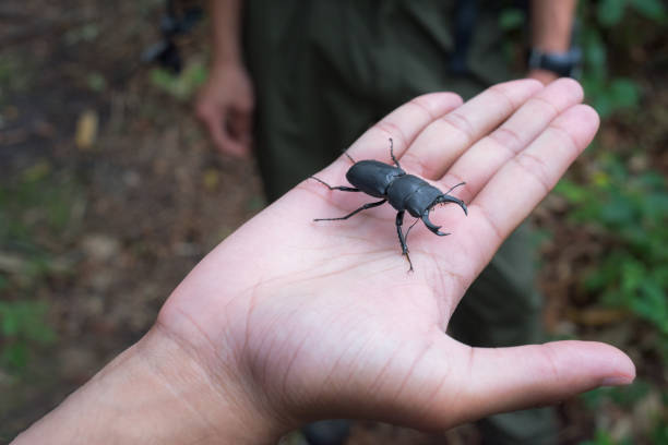 istock Japanese Stag beetle called kuwagatamushi 1225339969