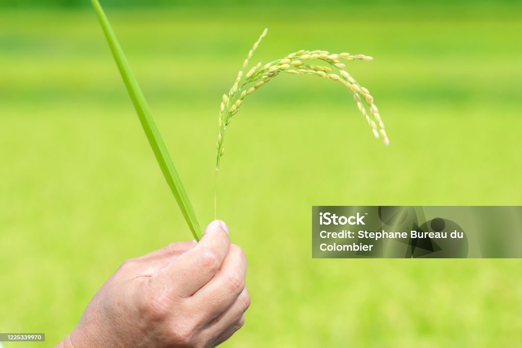 Close-up view of a hand showing a rice plant in autum. Man hand is holing and showing a rice plant and leaf at the rice paddy field in Japan. Agricultural Field Stock Photo