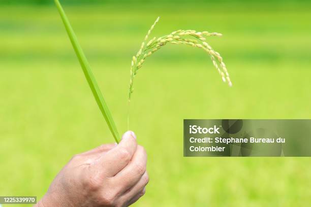 Closeup View Of A Hand Showing A Rice Plant In Autum Stock Photo - Download Image Now