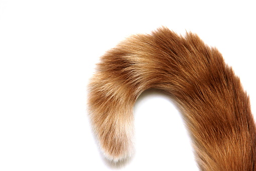 The tip of a red cat's tail is isolated in close-up on a white background.